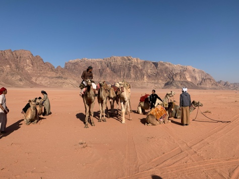 Wadi Rum - Kamele