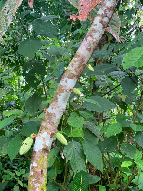 Costa Rica, Puerto Viejo Cacao Farm