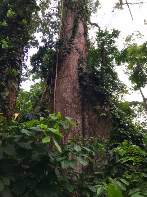 Costa Rica, Puerto Viejo Cahuita Nationalpark