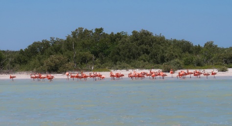 Mexiko, Rio Lagartos Flamingo