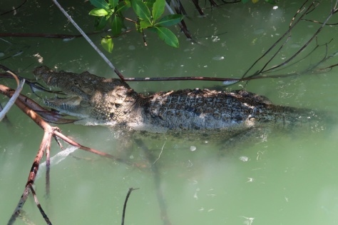 Mexiko, Rio Lagartos Krokodil