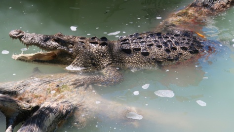 Mexiko, Rio Lagartos Krokodil