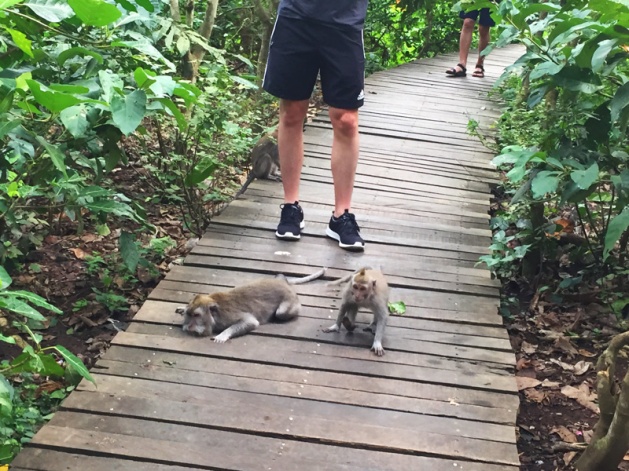 Indonesien, Bali Ubud Monkey Forest