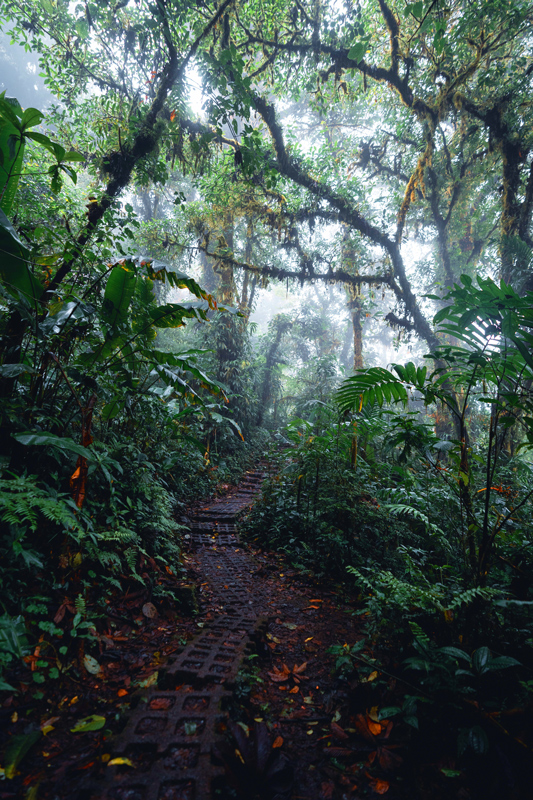 Costa Rica, Monteverde Nebelwald