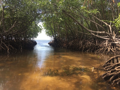 Indonesien, Nusa Lembongan Mangroven
