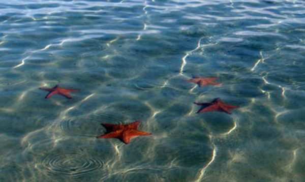 Panama, Bocas del Toro Starfish Beach